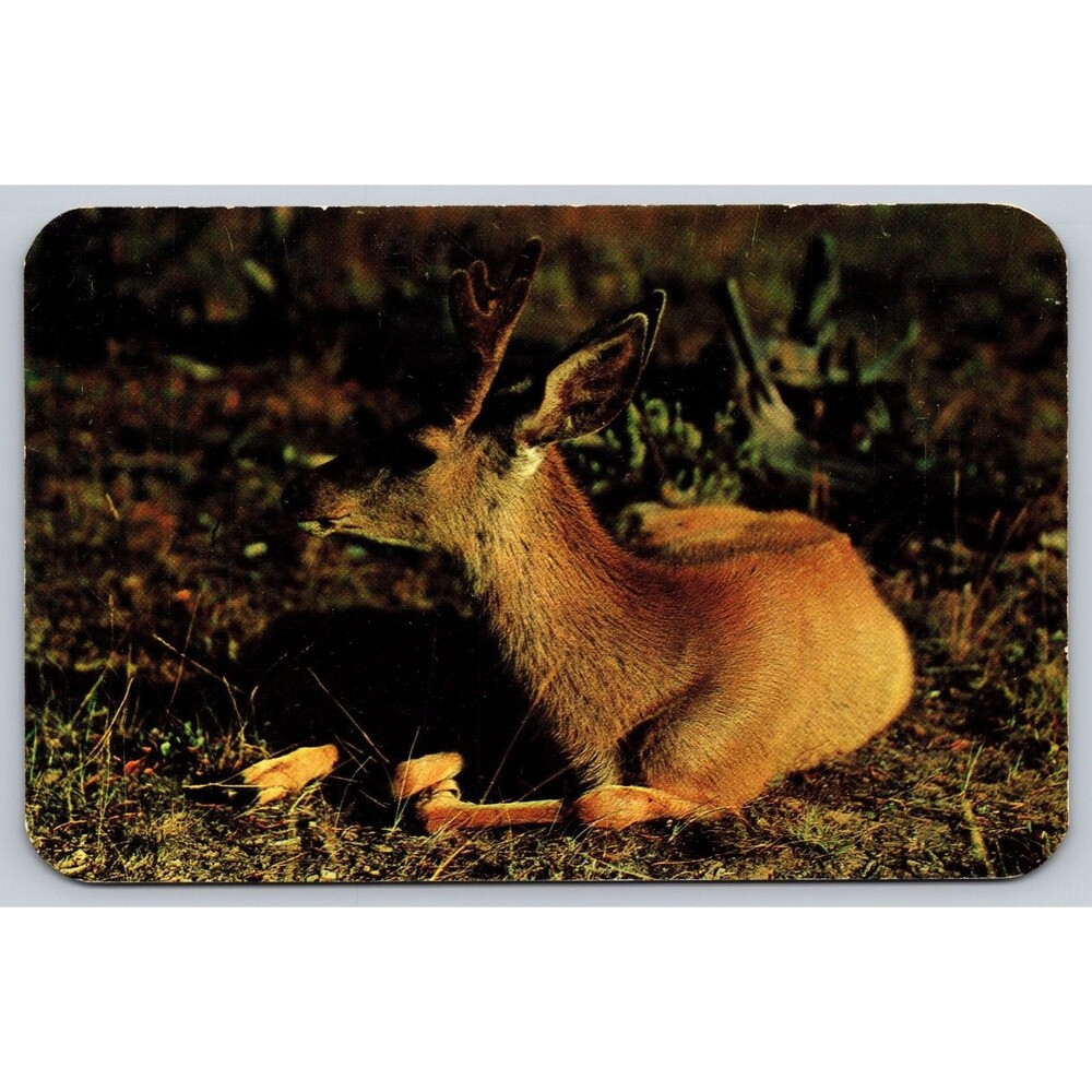 Vintage Postcard Young Buck Mule deer in Velvet Sanborn Denver Dexter Chrome PC